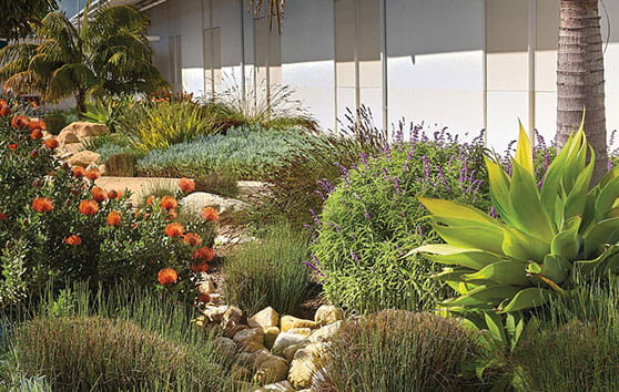 Garden with palm tree and flowers