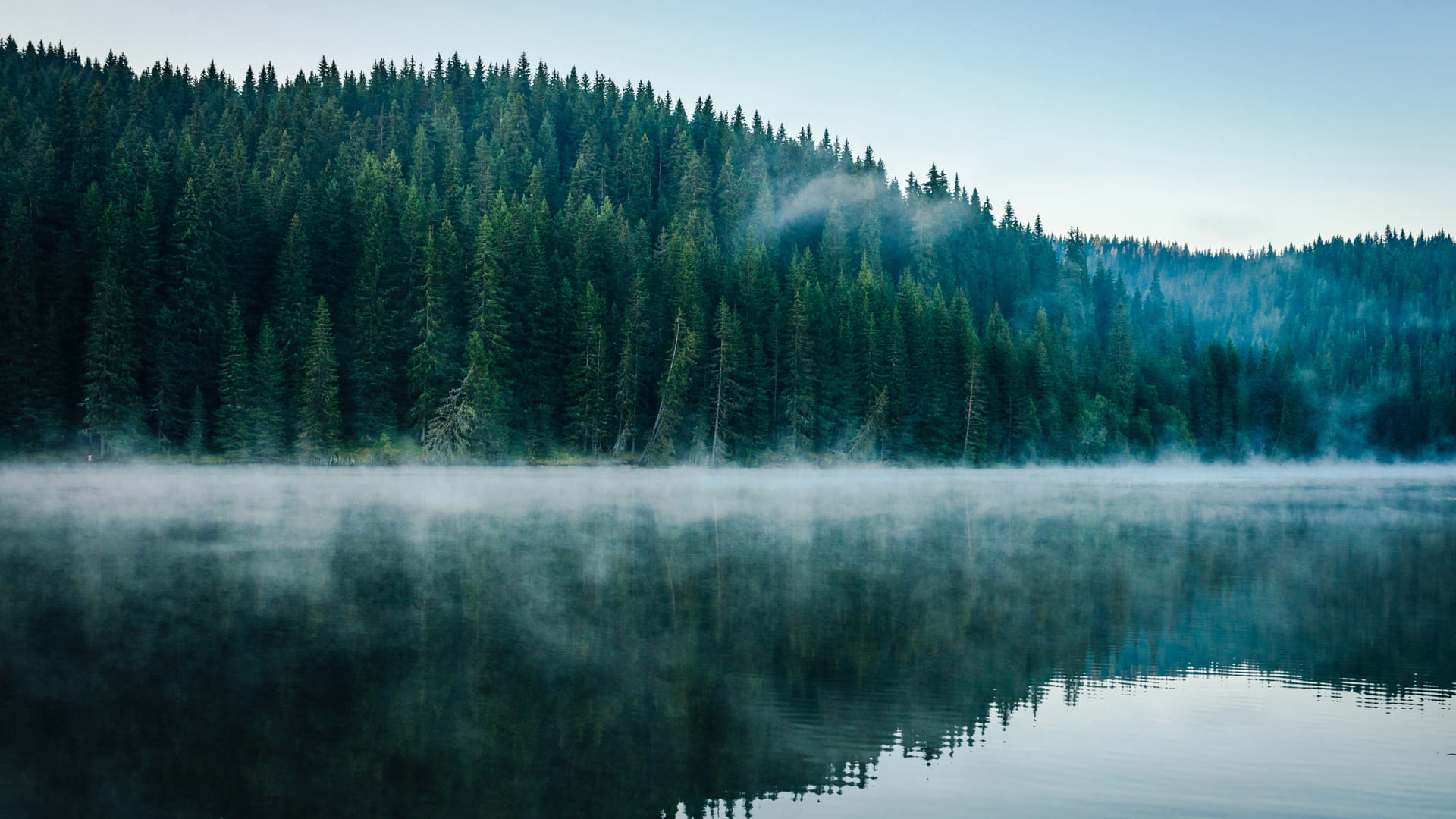 Light fog on top of a lake with large trees in the background.
